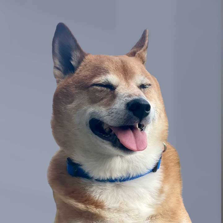 lilo the shiba